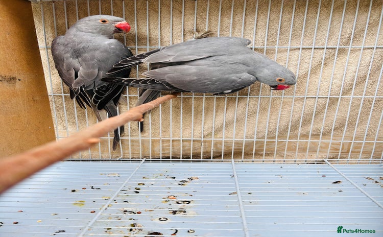 Ringnecks birds - Advert 1