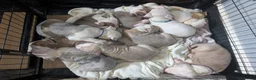 American Bulldog dogs for sale: Outstanding Merle American Bulldogs - Advert 1