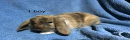 Dwarf Lop rabbits for sale: Dwarf lop baby rabbits - Advert 7