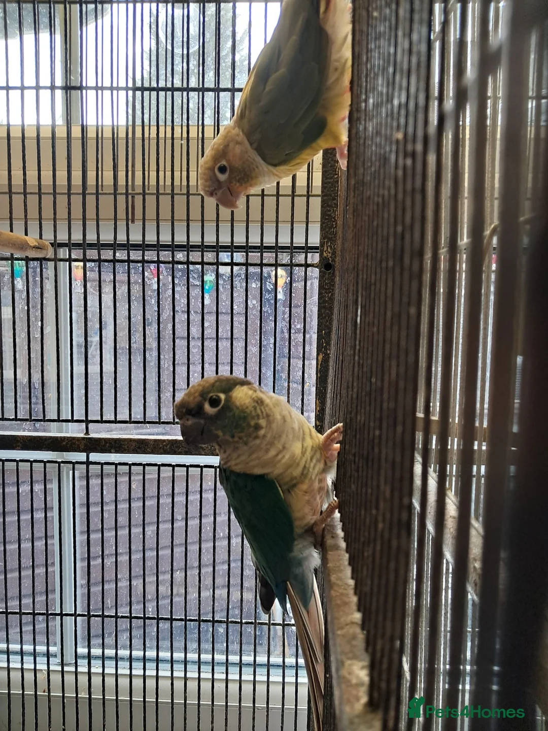 Conures birds for sale: Conures  - Advert 2