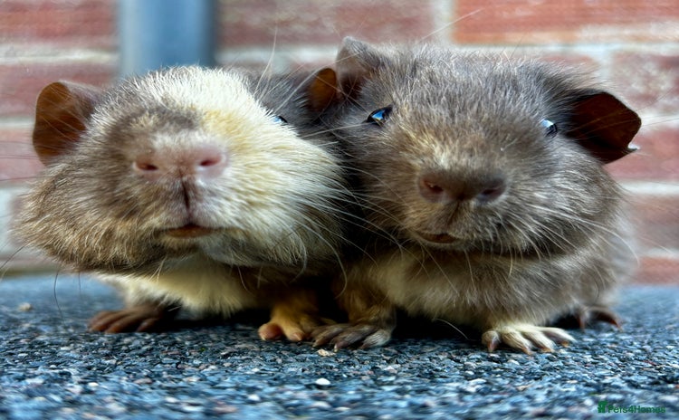 Guinea Pig rodents - Advert 6