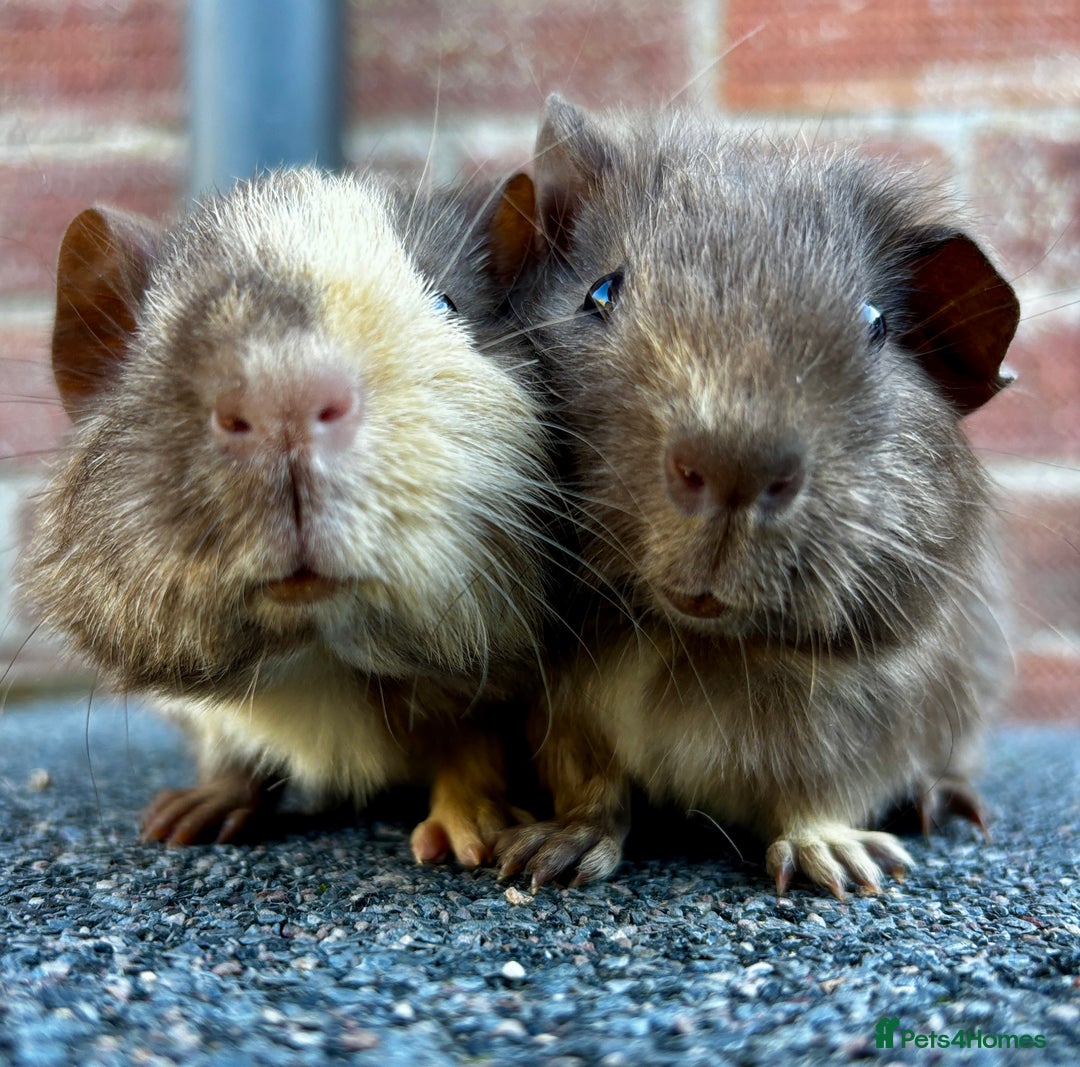 Guinea Pig rodents for sale: Two beautiful baby boars - Image 1