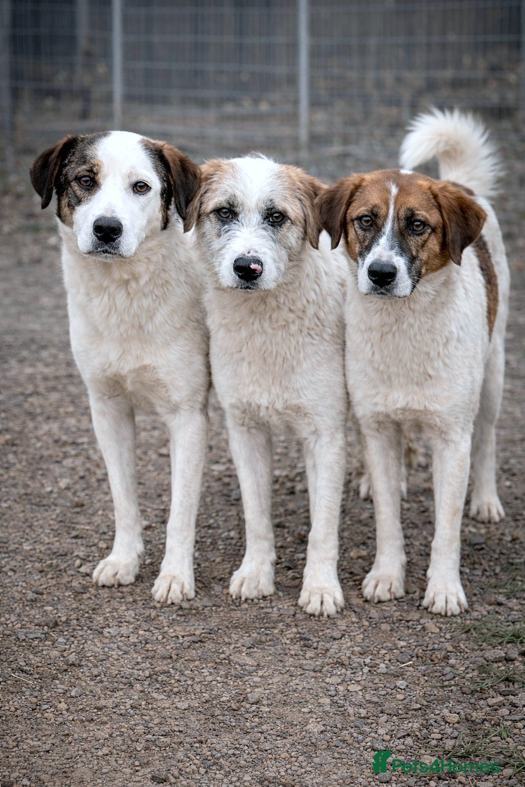 Mixed Breed dogs Bonded Trio Seeking Sanctuary 🐾 - Advert 2