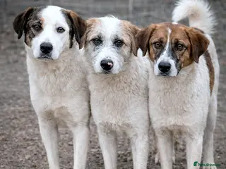 Mixed Breed dogs Bonded Trio Seeking Sanctuary 🐾 - Advert 2