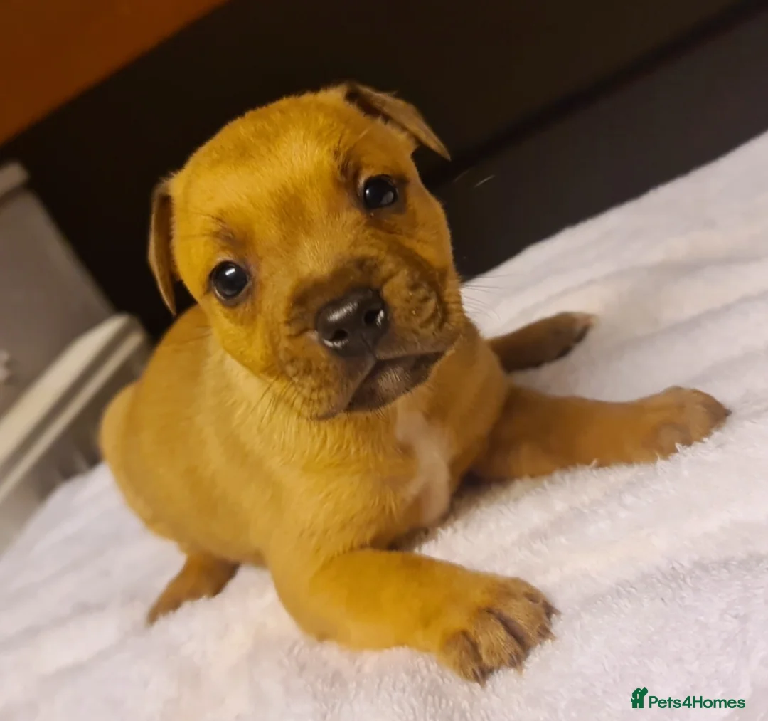 Staffordshire Bull Terrier dogs for sale: 🏆Red Grand Champion staffy puppy's  - Advert 1