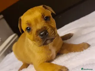 Staffordshire Bull Terrier dogs 🏆Red Grand Champion staffy puppy's - Advert 2