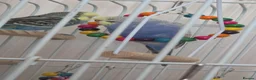 Budgerigars birds for sale: Two budgies with cage in Caerphilly - Advert 3