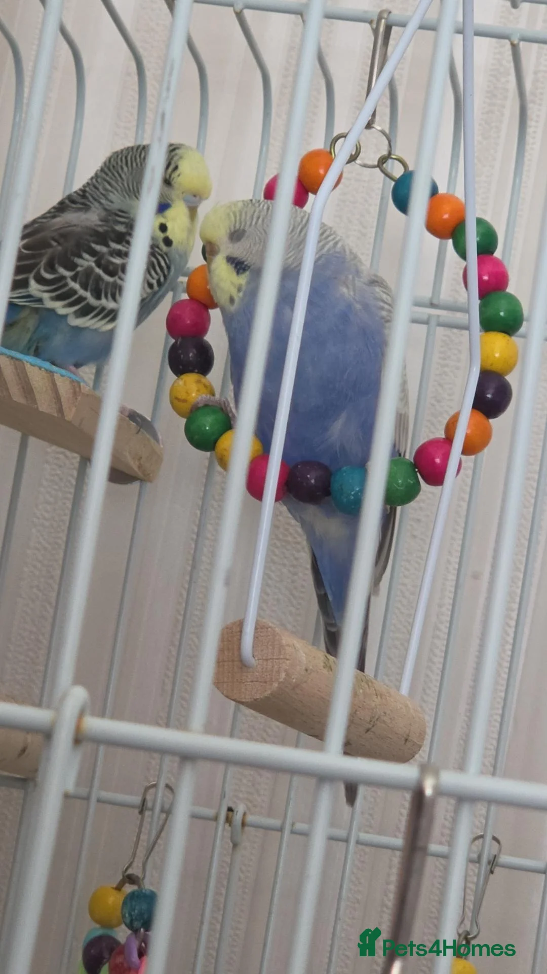 Budgerigars birds for sale: Two budgies with cage in Caerphilly - Advert 3