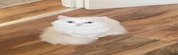 Mixed Breed cats for sale: Beautiful Bonded Pair of Cats(Must Go Together) - Advert 2