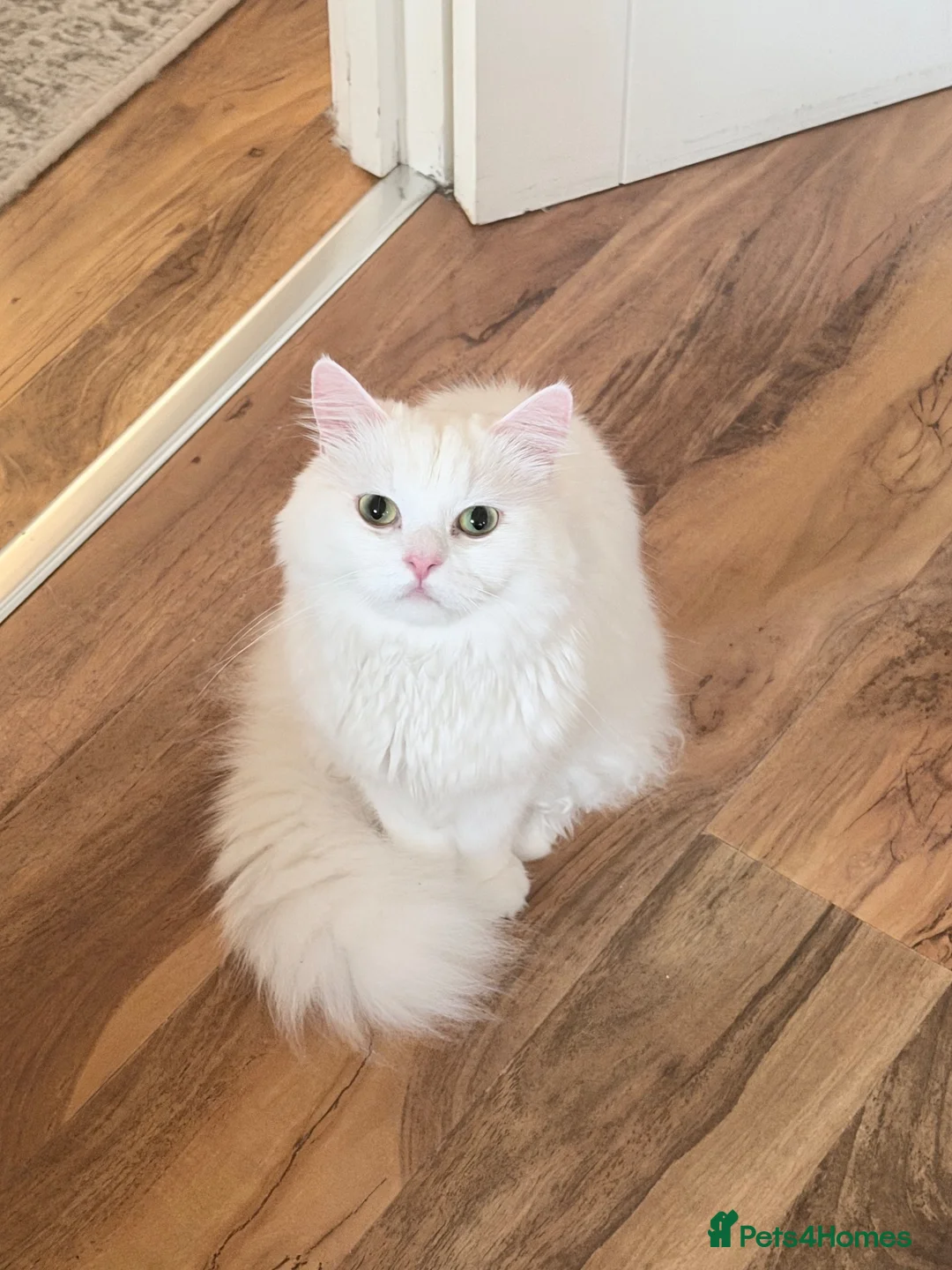 Mixed Breed cats for sale: Beautiful Bonded Pair of Cats(Must Go Together) - Advert 2