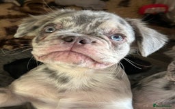 French Bulldog dogs for sale: x2 boys🔥🐾Ready Now🔥🐾Fluffy French bulldogs🔥🐾 in Rotherham - Image 4