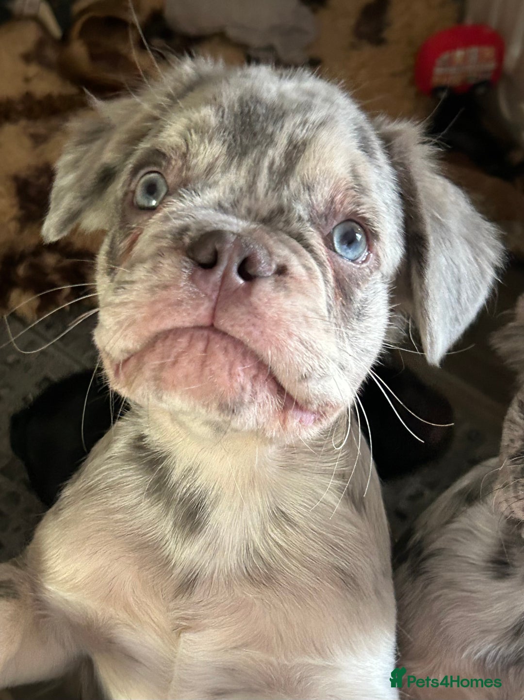 French Bulldog dogs for sale: x2 boys🔥🐾Ready Now🔥🐾Fluffy French bulldogs🔥🐾 in Rotherham - Image 4