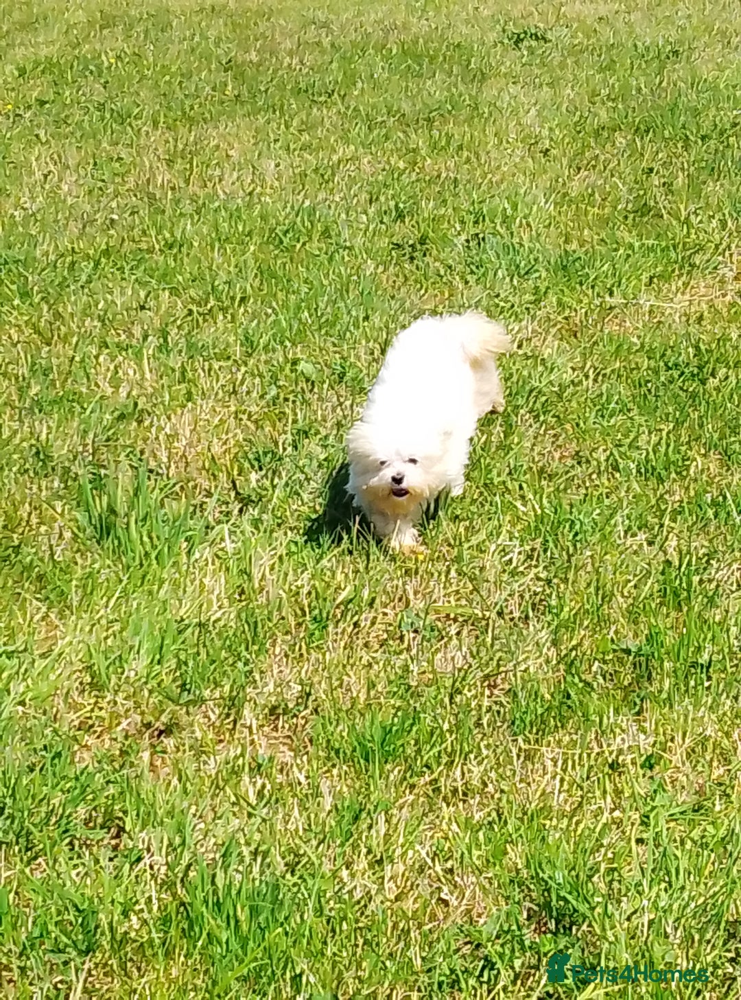 Maltese dogs for stud: Ace the lady's man Korean Maltese so small - Image 2