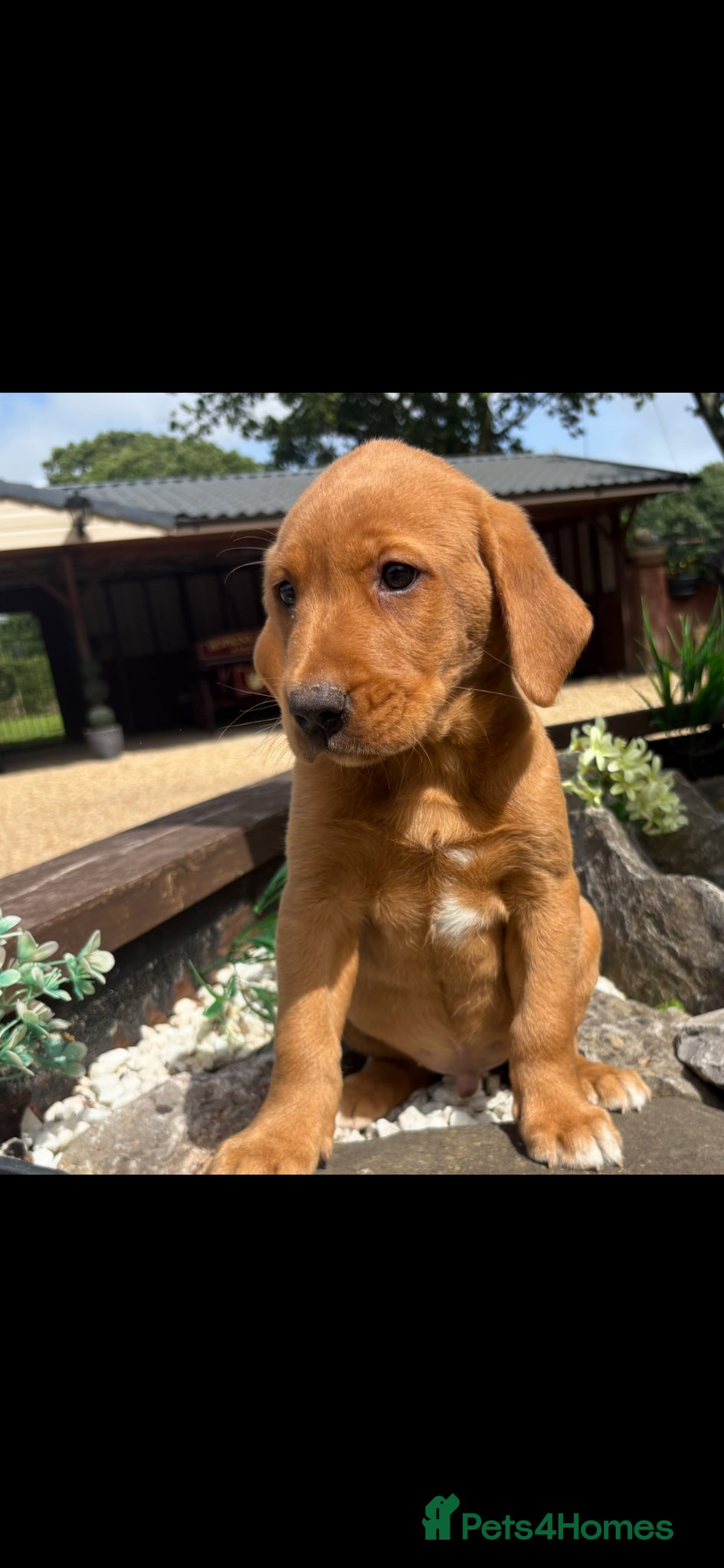 Labrador Retriever dogs for sale: Fox red Labrador  - Advert 8