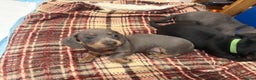 Miniature Dachshund dogs for sale: Miniature Daschund puppies - Advert 9