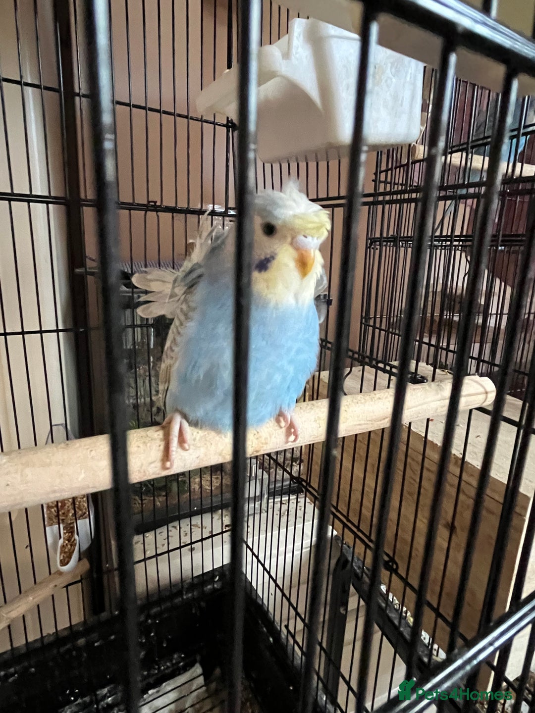 Budgerigars birds for sale: Stunning RARE Hagoromo/Helicopter Budgies for sale - Advert 2