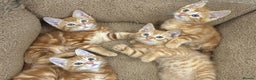 Mixed Breed cats for sale: LOVELY KITTENS  - Advert 15
