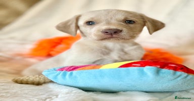 Labrador Retriever dogs - Advert 15