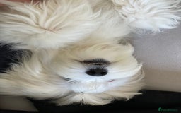 Mixed Breed dogs for sale: Loving dog Winter looking for her forever home - Image 4