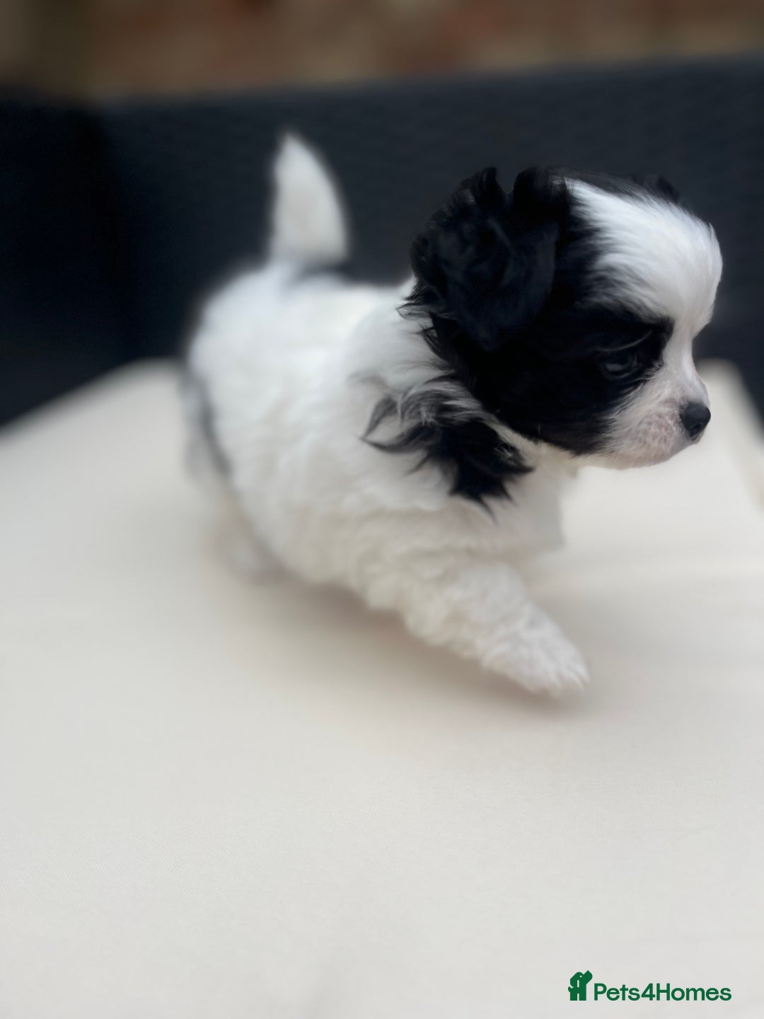 Chihuahua dogs for sale: 2 beautiful chihuahua boys for sale  - Image 10