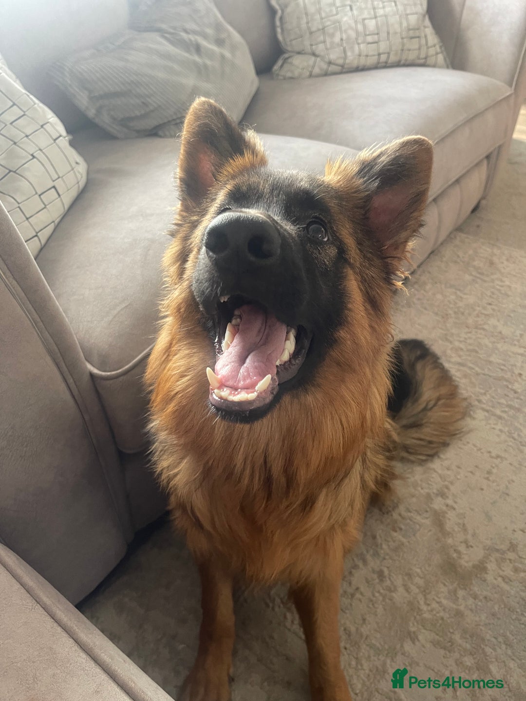 German Shepherd dogs for sale: German Sheppard Female - Image 1