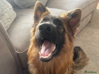 German Shepherd dogs - Advert 25