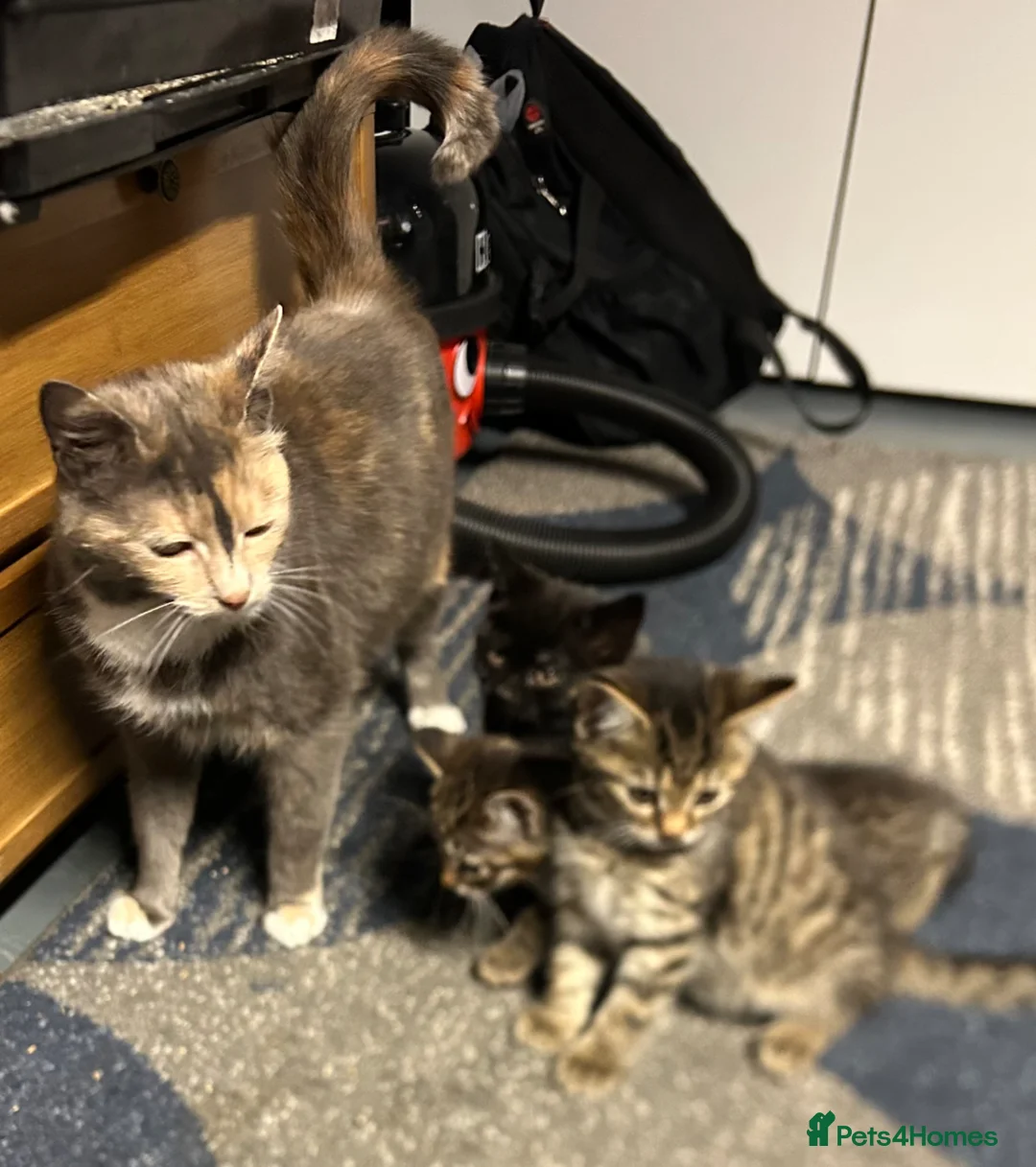 Mixed Breed cats for sale: 3 little girls for sale  - Advert 11