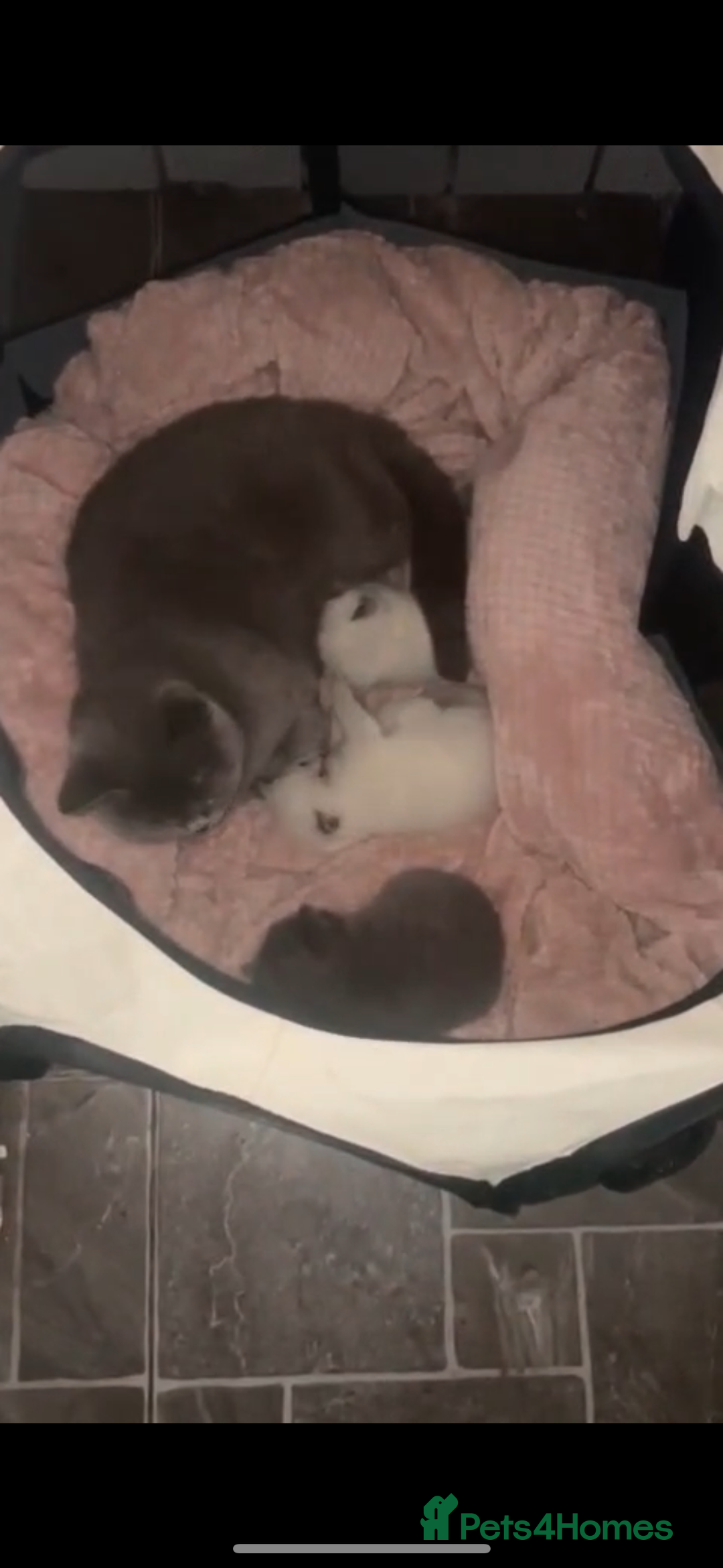 British Shorthair cats for sale: British shorthair kitten for sale - Image 6