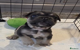 French Bulldog dogs for sale: 3x beautiful girl french bulldog puppies  - Advert 28
