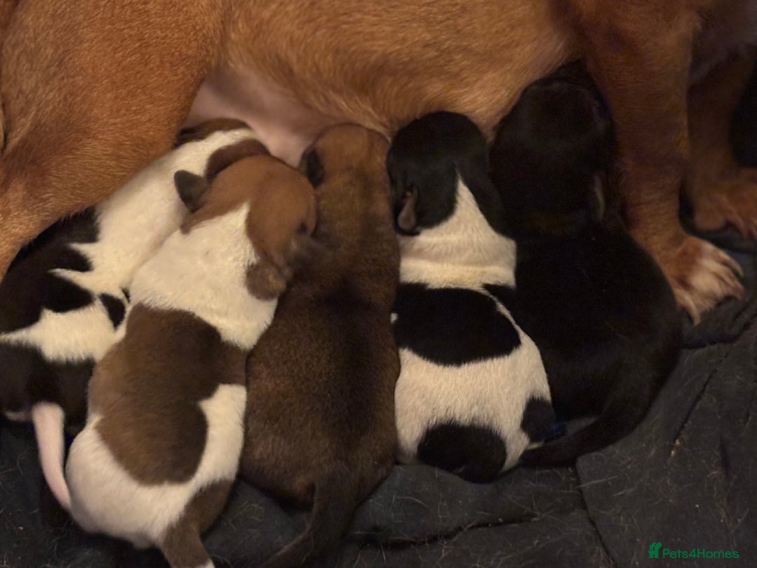 Jack Russell dogs for sale: Jack Russell puppies - Advert 2