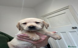 Labrador Retriever dogs for sale: My lovely Labrador puppies - Image 15