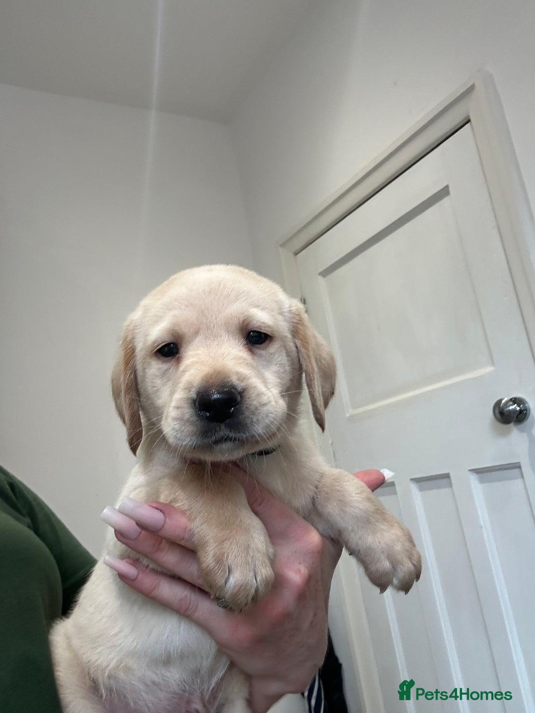 Labrador Retriever dogs for sale: My lovely Labrador puppies - Image 15