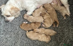 Cavapoo dogs for sale: Stunning Cavapoo Pup - Image 7