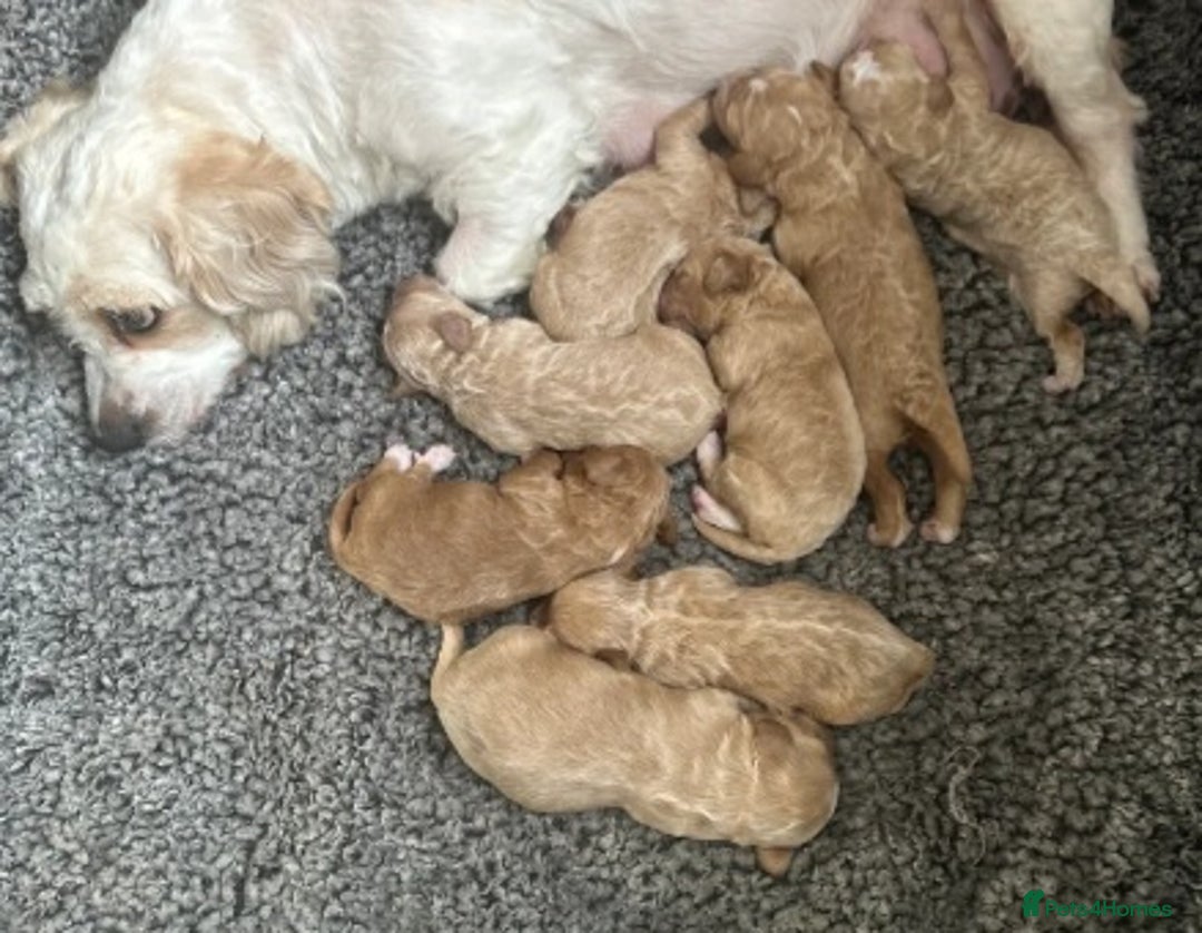 Cavapoo dogs for sale: Stunning Cavapoo Pup - Image 7