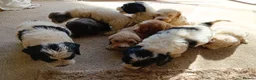 Cockapoo dogs for sale: Cockapoos in Stourport-on-Severn - Advert 3