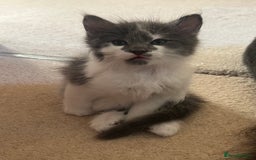 Ragdoll cats for sale: Two Male grey and white Rag-dolls  - Image 8