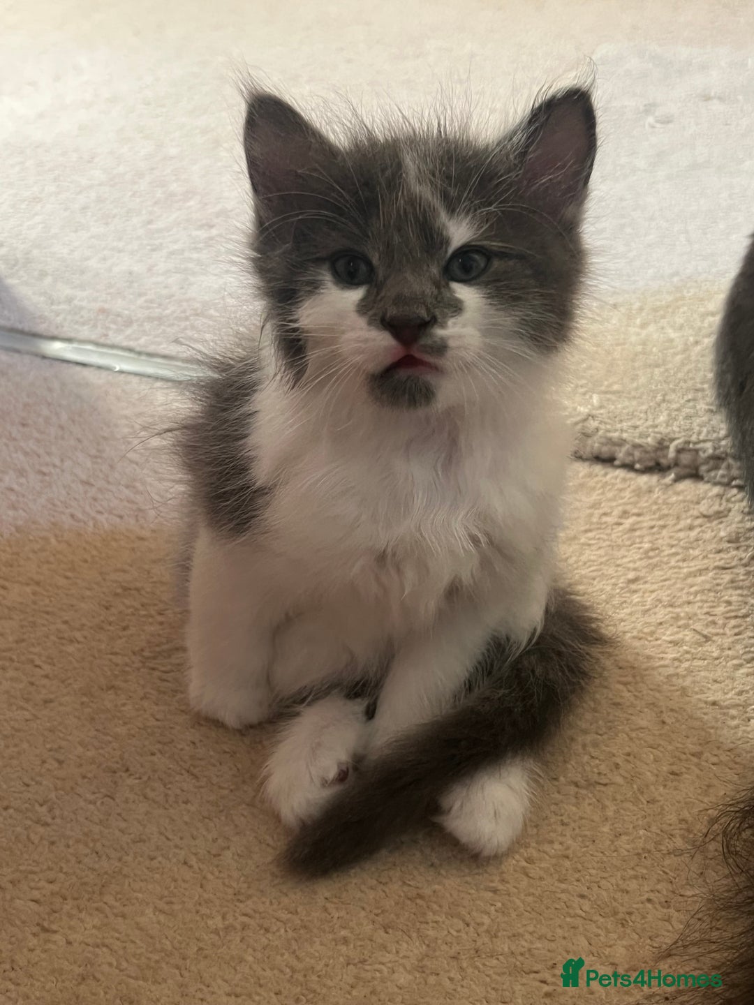 Ragdoll cats for sale: Two Male grey and white Rag-dolls  - Image 8