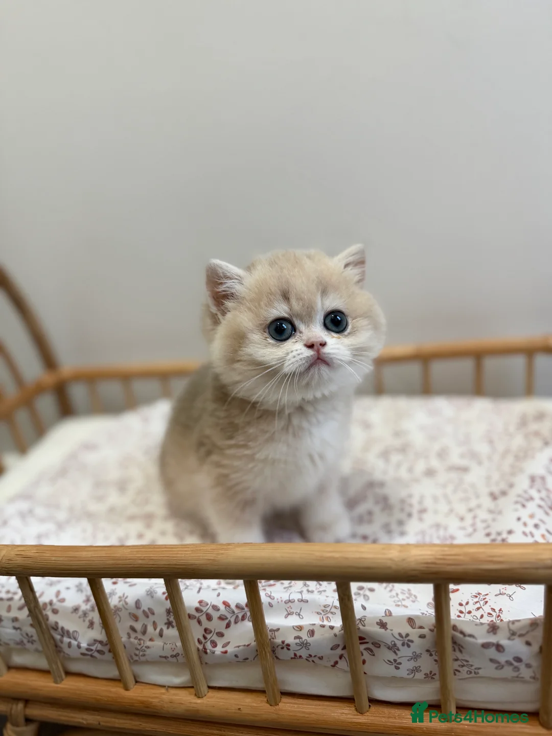 British Shorthair cats for sale: Golden Blue British Shorthair kittens - Advert 13