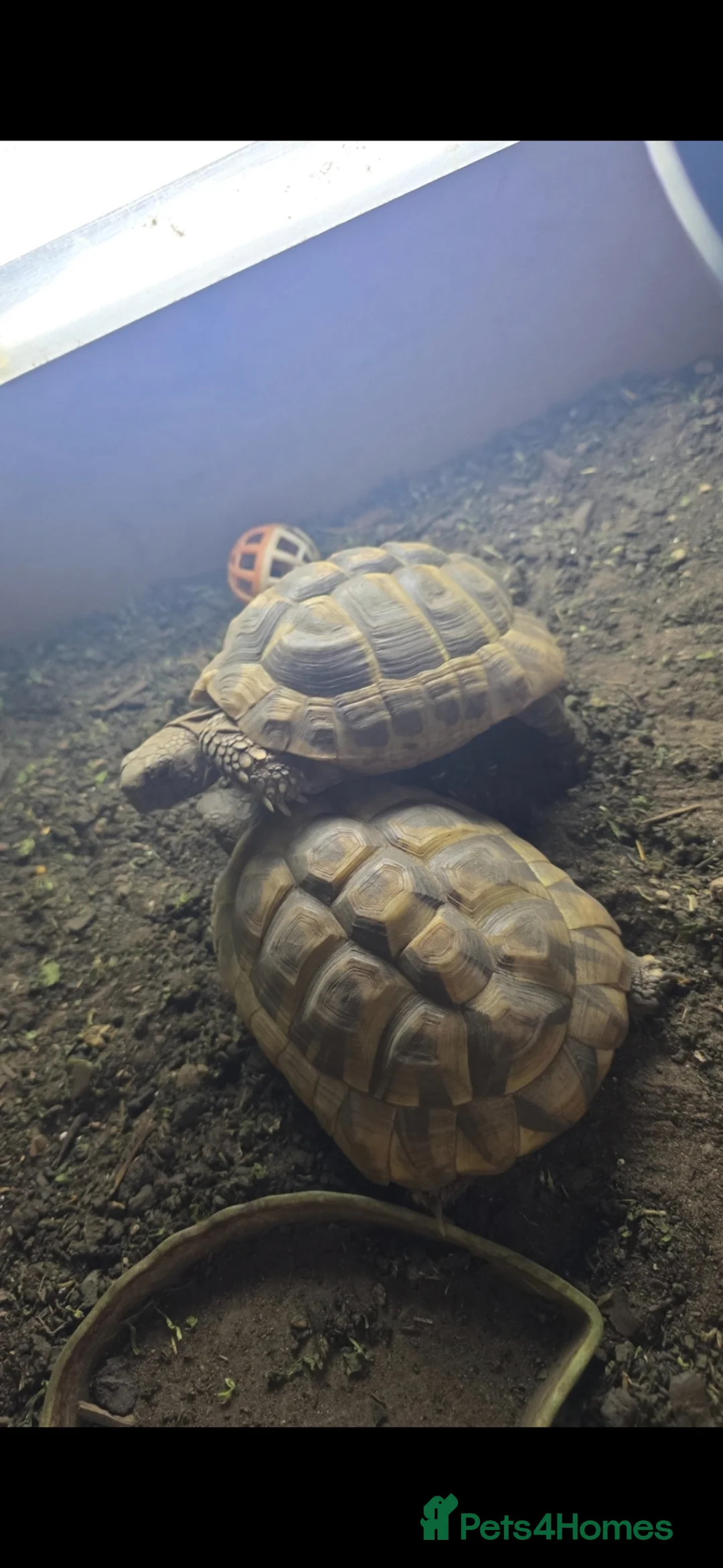 Hermann Tortoise reptiles for sale: 2 Hermann's Tortoises in Bexhill-on-Sea - Advert 3