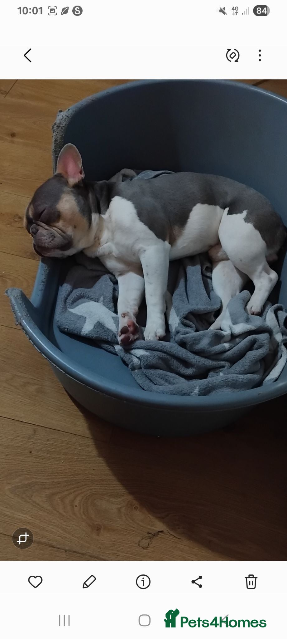 French Bulldog dogs Male French Bulldog (frank)  - Advert 1