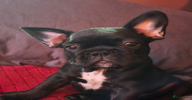 French Bulldog dogs - Advert 9