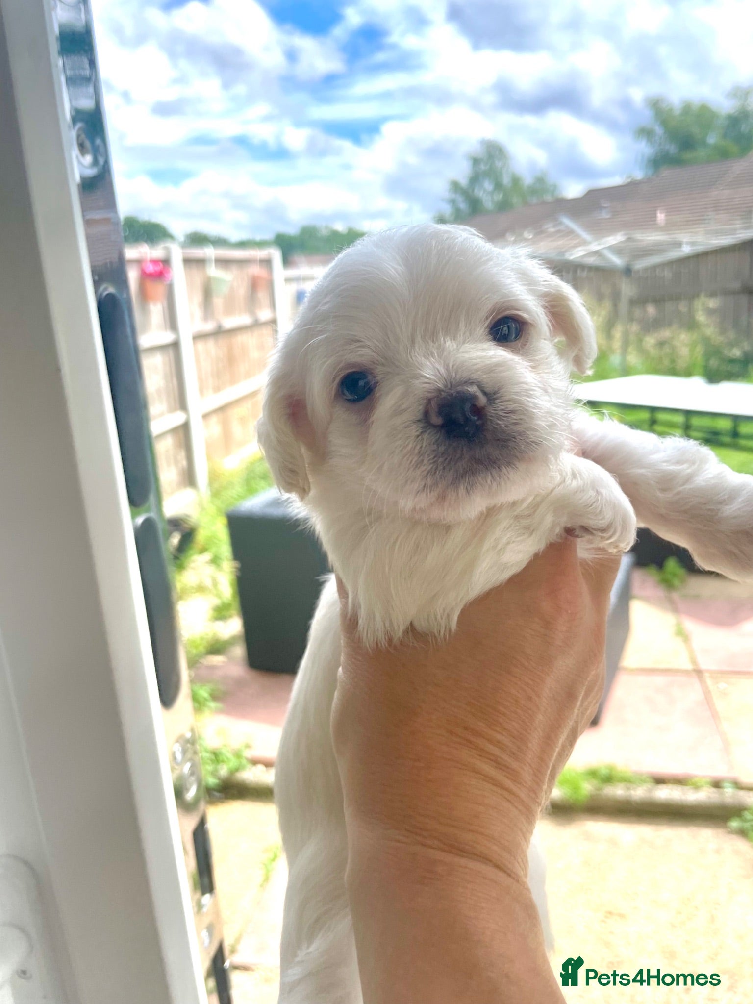 Mixed Breed dogs Incredible Rare Hybrid Pups 😍🐾 - Advert 2
