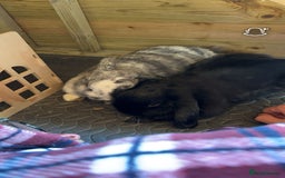 Mini Lop rabbits for sale: 2 rabbits for sale - Image 5