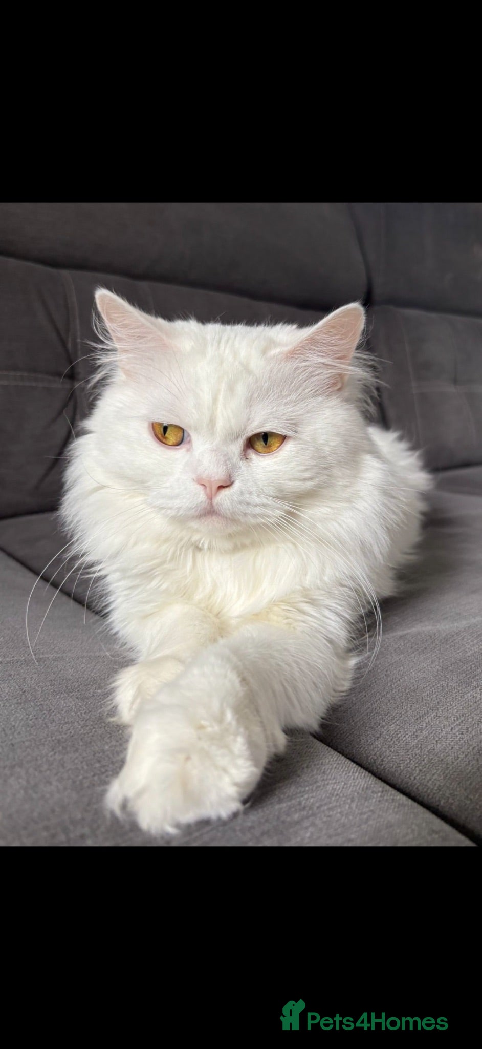 Mixed Breed cats white Persian x British short hair ready to leave  - Advert 4