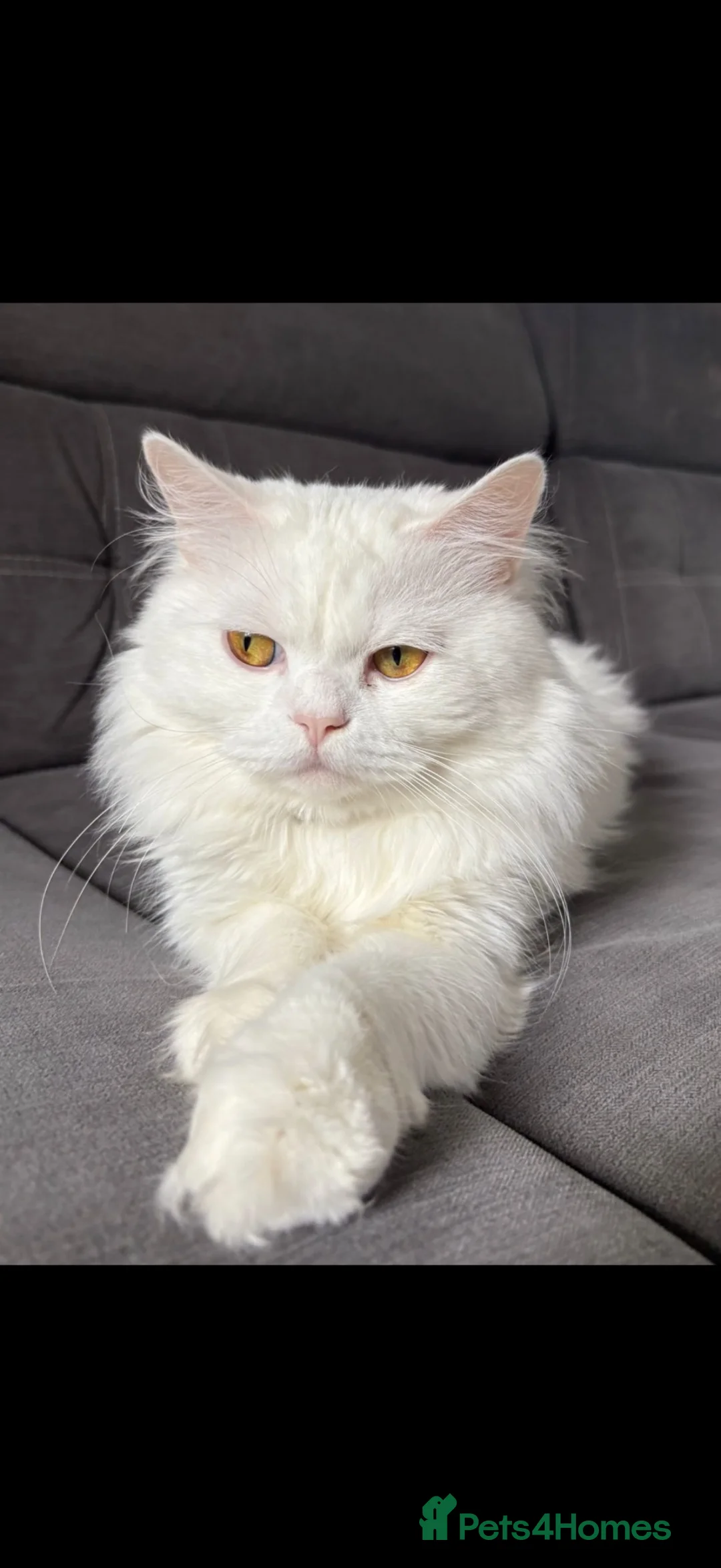 Mixed Breed cats for sale: white Persian x British short hair ready to leave  - Advert 1