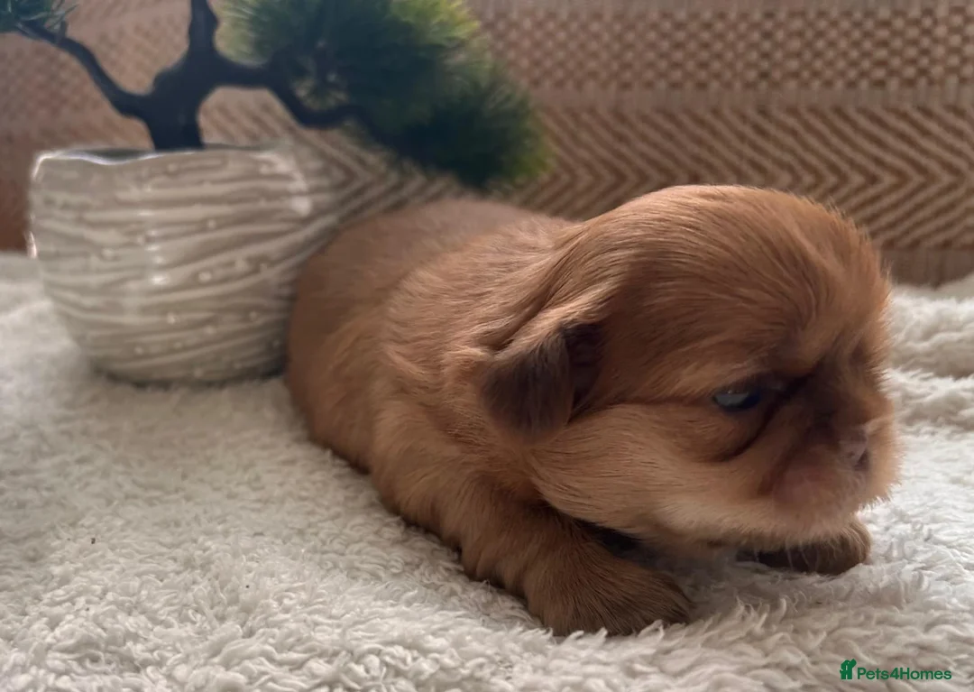 Shih Tzu dogs for sale: 🐾 Beautiful Shih Tzu Puppies Available 🐾 - Advert 2