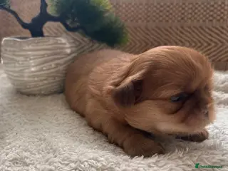 Shih Tzu dogs 🐾 Beautiful Shih Tzu Puppies Available 🐾 - Advert 2