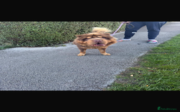 Shar Pei dogs for stud: Choc and tan top quality Sharpei stud  - Image 4
