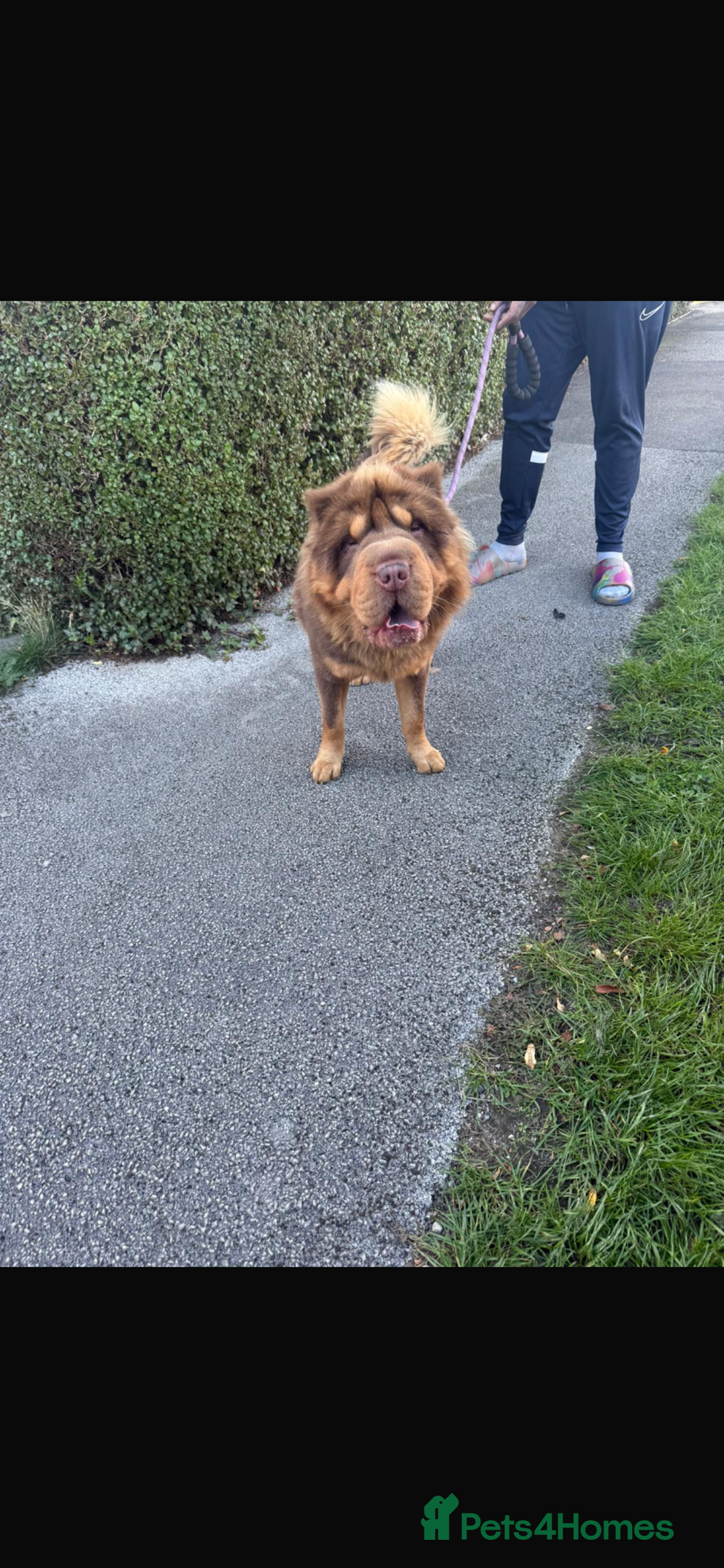 Shar Pei dogs for stud: Choc and tan top quality Sharpei stud  - Image 4