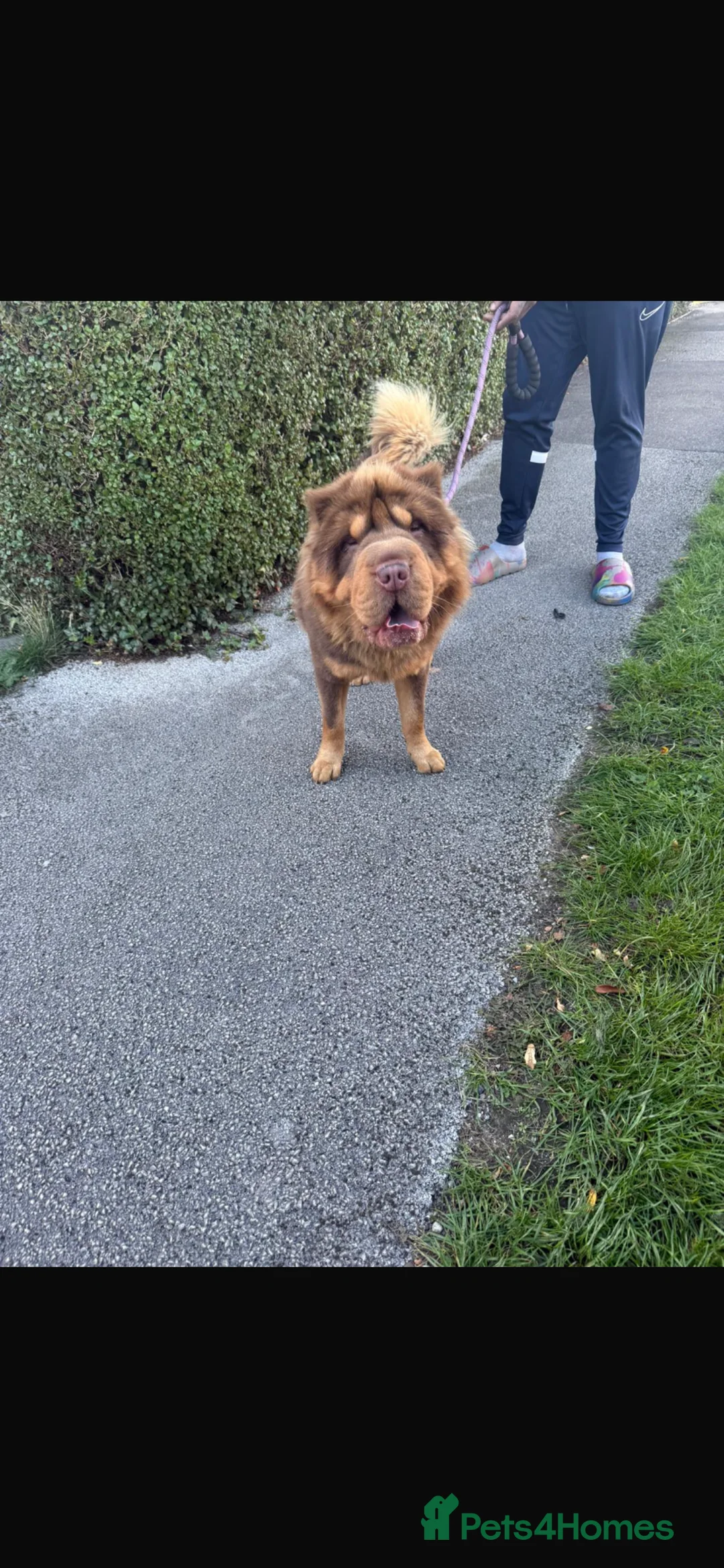 Shar Pei dogs for stud: Choc and tan top quality Sharpei stud  - Advert 4